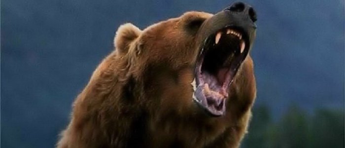 Медведь с пулеметом кинет ответку голливудским «Мстителям»